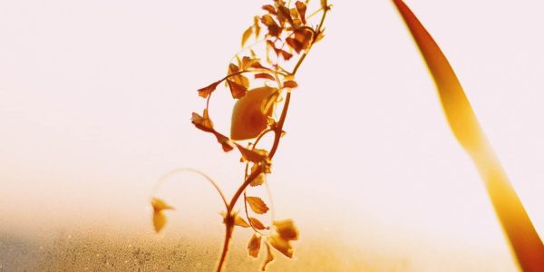 brown-plant-against-bright-background-4069062