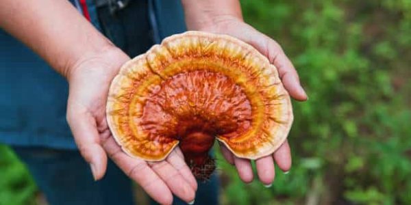 Fresh picked medicinal Ganoderma lucidum