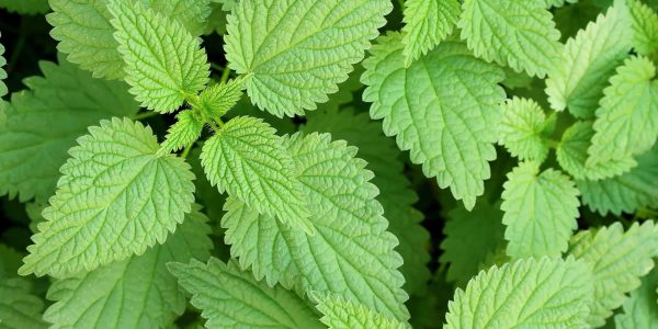 stinging-nettle-poisoning